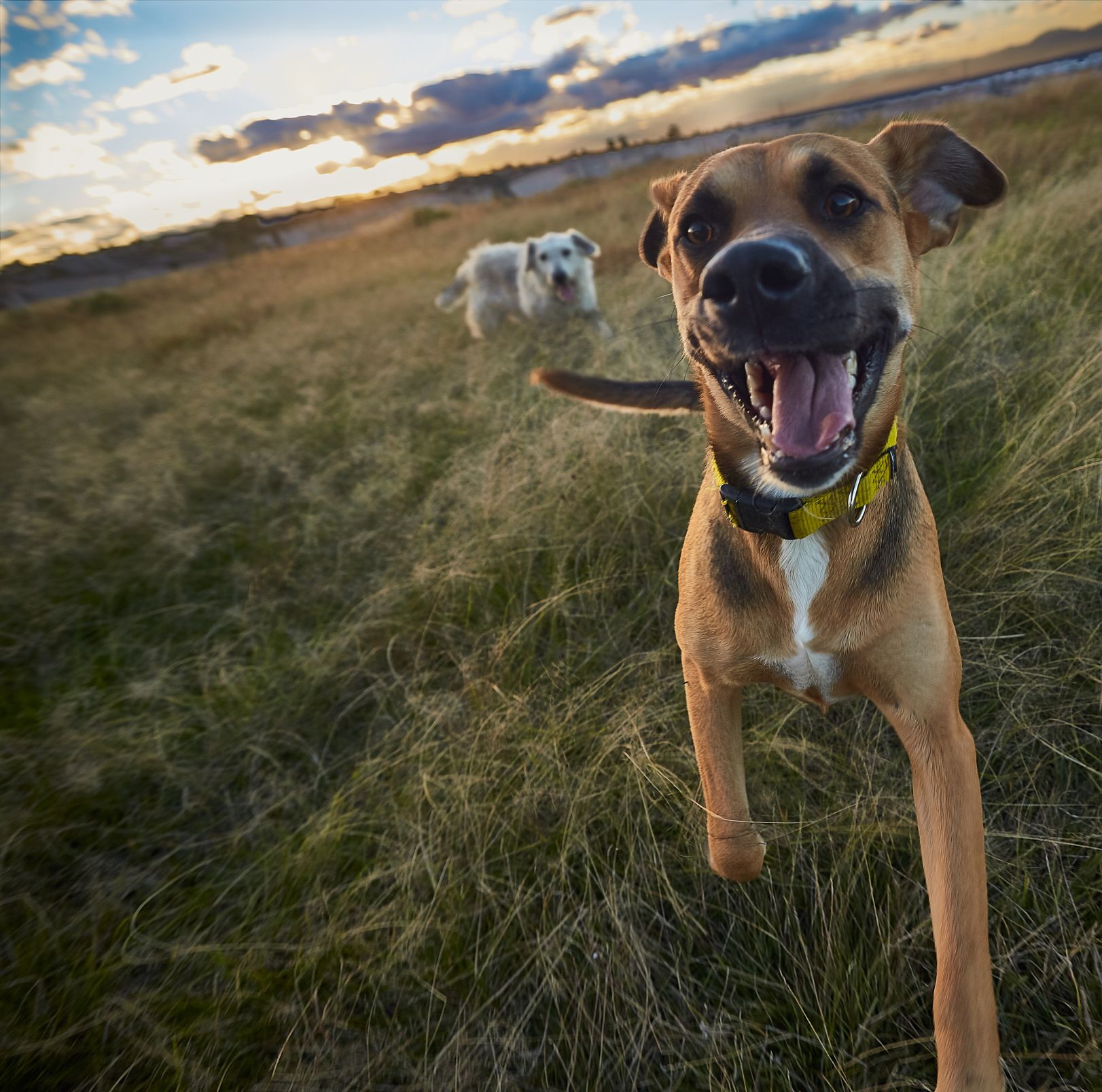 Dogs running outside