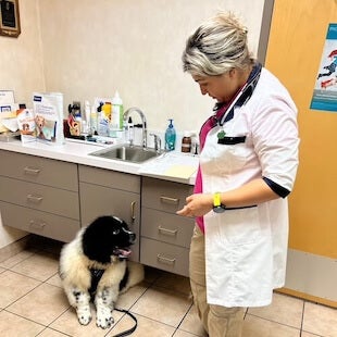 vet with patient in her rooms 