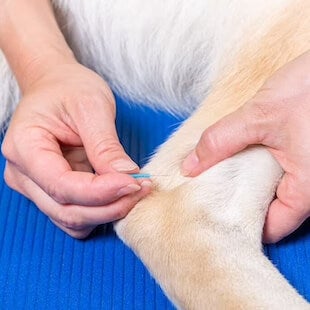 dog getting acupuncture in the Ankle 