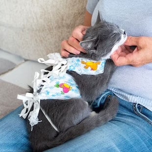 pet after surgery being loved on some ones lap