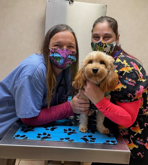 Two staff pose with a dog